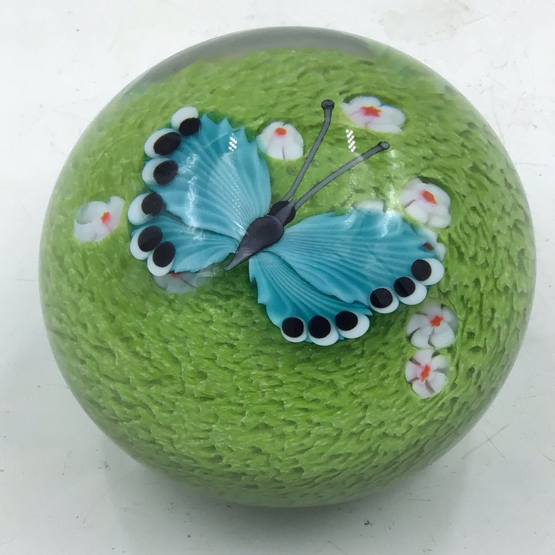 Teal Butterfly