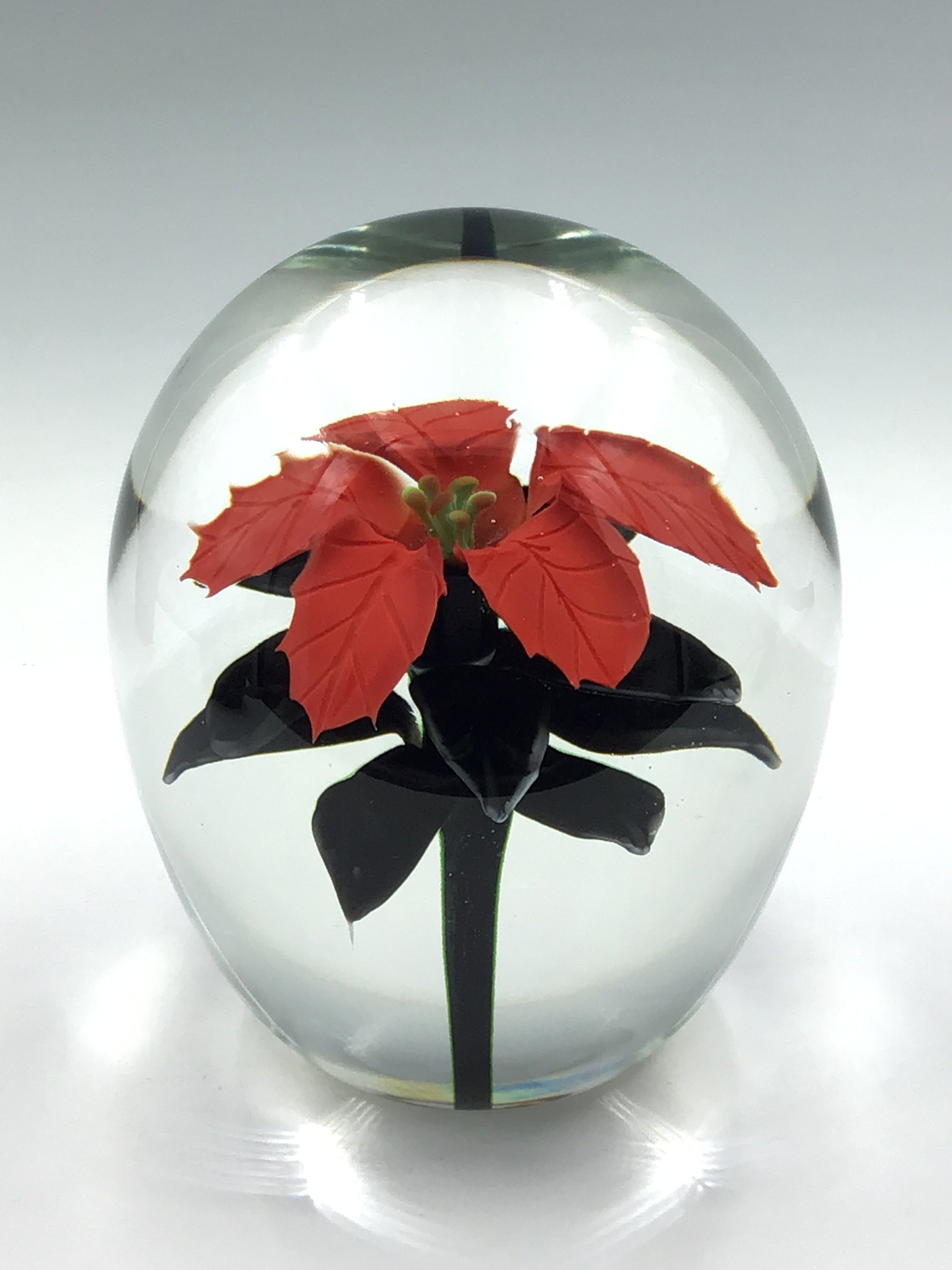 Poinsettia